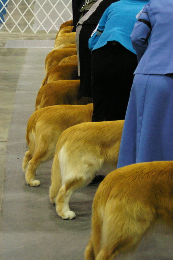 dogs at dog show