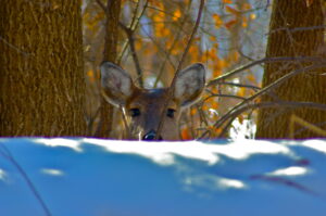 photo deer hiding in woods