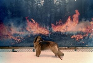 Minnesota State Fair. Fire prevention. Dog in 'danger'. By Casey Cavanaugh'