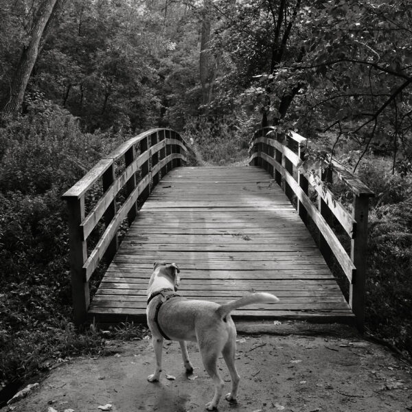 Photo dog and bridge