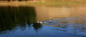 Dog swimming in the Mississippi. Nice colors. Nice lines. He flows with the current. He is thinking that I better practice then "I'll swim across the mighty Mississippi River and play 'chase' with my dog buddies."