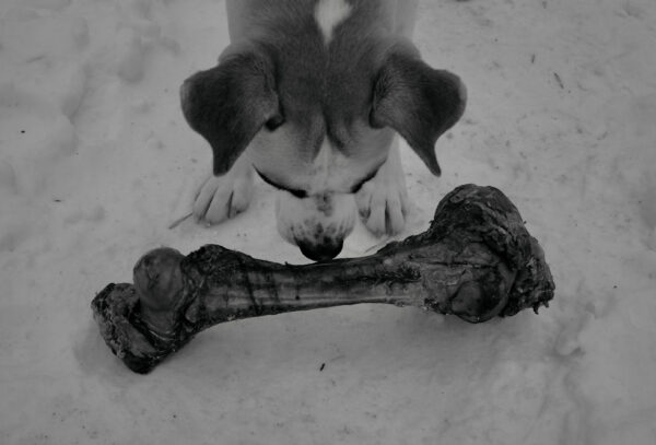 Do and his first bone. Bone on a snowy day.