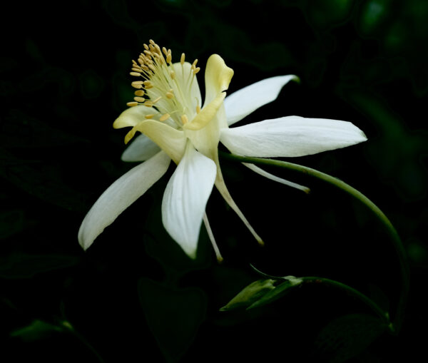 White and yellow Columbine flower with a green bud waiting to bloom.