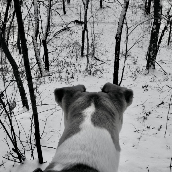 Dog sees coyote stretching on a cold snowy December day.