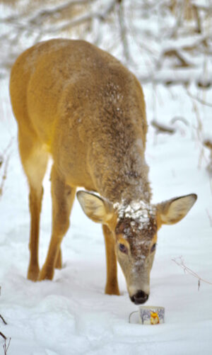 Big doe in snow drinking from my tea cup.